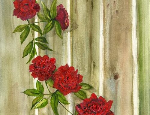 Roses on Fence