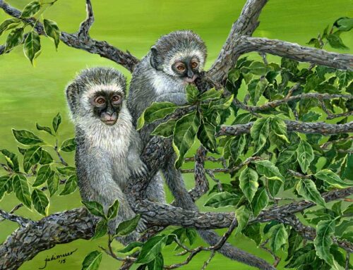 Vervet Monkeys