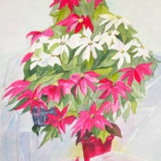 Poinsettias