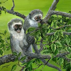 Vervet Monkeys