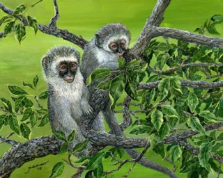 Vervet Monkeys by Judi Moreo