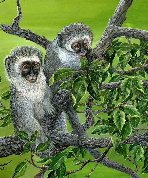Vervet Monkeys by Judi Moreo