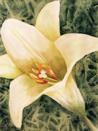 Easter Lily by Judi Moreo